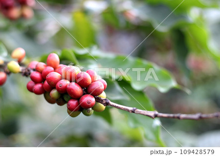Red and green coffee beans on coffee tree Red and green coffee beans on coffee tree 109428579