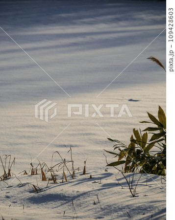 雪原の蒼い光りの縞と笹 雪原の蒼い光りの縞と笹 109428603