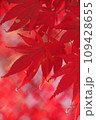 真っ赤な紅葉 109428655