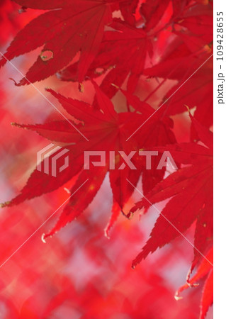 真っ赤な紅葉 109428655