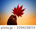 夕日に照らされる紅葉 109428659