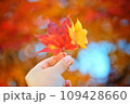 赤と黄色の紅葉したもみじ 109428660