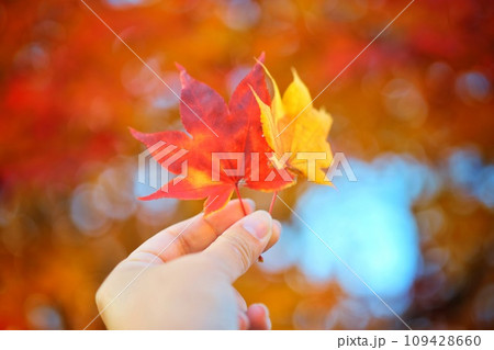 赤と黄色の紅葉したもみじ 赤と黄色の紅葉したもみじ 109428660