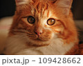 見つめる猫 109428662
