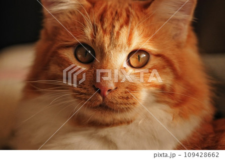 見つめる猫 見つめる猫 109428662