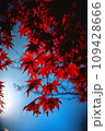 真っ赤な紅葉 109428666