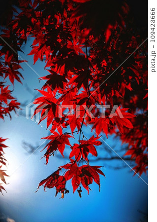 真っ赤な紅葉 真っ赤な紅葉 109428666