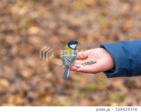 A tit sits on a man's hand and eats seeds. 109429356