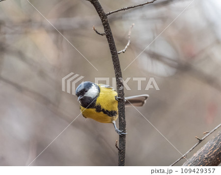Cute bird Great tit, songbird sitting on the branch with blurred background 109429357