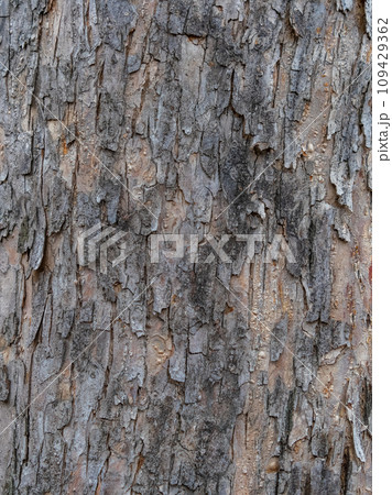 Bark texture and background of a old fir tree trunk. Detailed bark texture. Natural background Bark texture and background of a old fir tree trunk. Detailed bark texture. Natural background 109429362