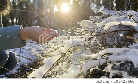 Female hand stroking snowy branch at forest on sunny day. Bright sunlight shining through high trunks of trees and illuminating woodland. Beautiful nature landscape. Winter concept. Slow motion 109429660