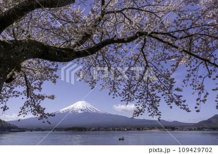 Fuji Mountain and Sakura Branches at Kawaguchiko Lake with blue Sky in sunny Day 109429702