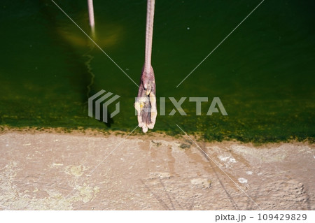 フラミンゴの足の裏 109429829