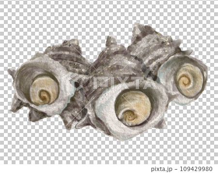 水彩巾貝01_2 水彩巾貝01_2 109429980