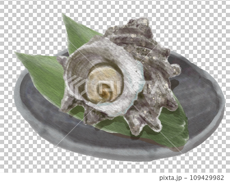 Watercolor turban shell 01_6 109429982