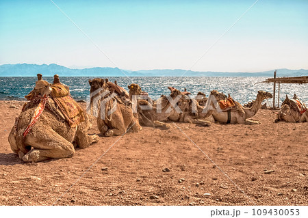 A caravan of camels rests in the desert against the backdrop of the red sea and high mountains. 109430053