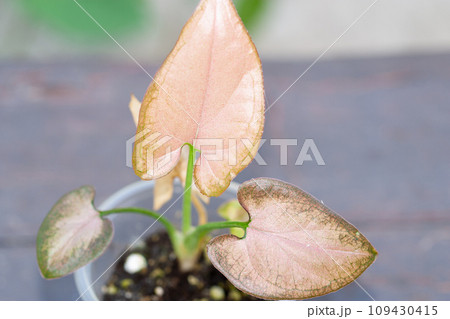 Syngonium pink Orm Nak mutation baby plant Syngonium pink Orm Nak mutation baby plant 109430415