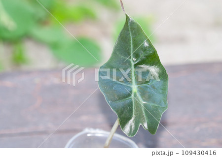 Alocasia one leaf baby plant propagated Alocasia one leaf baby plant propagated 109430416