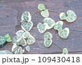 String of hearts, Ceropegia Woodii variegata vine 109430418