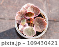 Saxifraga stolonifera tricolor, strawberry Geranium variegated 109430421