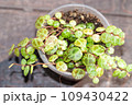 String of turtles Peperomia Prostrata trailing succulent house plant 109430422