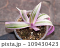 Tradescantia spathacea Rhoeo variegated pink plant in a pot 109430423