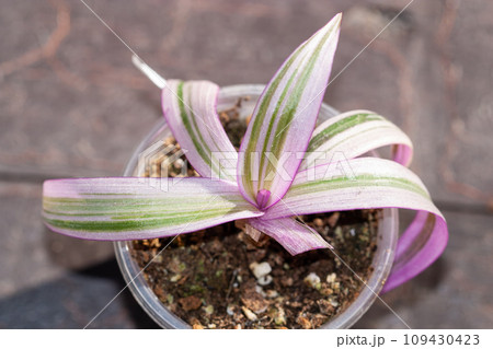 Tradescantia spathacea Rhoeo variegated pink plant in a pot Tradescantia spathacea Rhoeo variegated pink plant in a pot 109430423