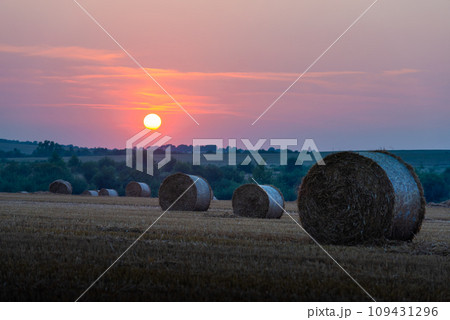 Round bales of dry hay on an agricultural field 109431296