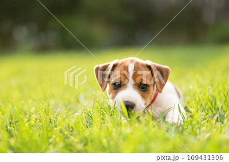 Tiny Jack Russel Terrier puppy laying on green grass Tiny Jack Russel Terrier puppy laying on green grass 109431306