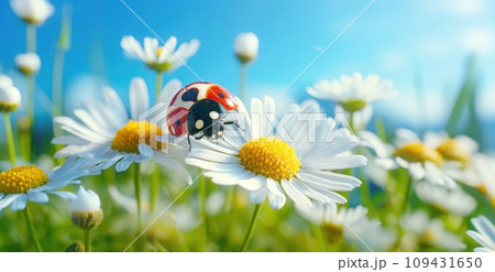 a ladybug on a daisy, a ladybug on a daisy, 109431650