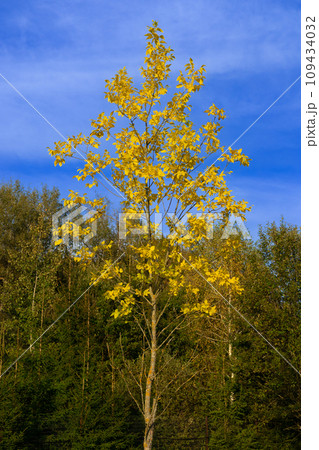 A young beautiful tree stands out brightly against the background of the blue sky and the grove in the background A beautiful tree stands calmly against the sky in sunny weather. Beautiful landscape. A young beautiful tree stands out brightly against the background of the blue sky and the grove in the background A beautiful tree stands calmly against the sky in sunny weather. Beautiful landscape. 109434032