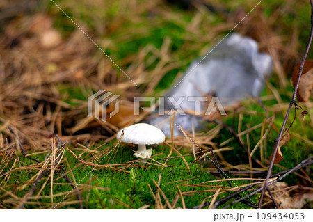 A small mushroom grows in moss in the forest next to a plastic bottle. Pollution of forests with garbage. The death of nature from garbage, ecology, garbage problems. 109434053