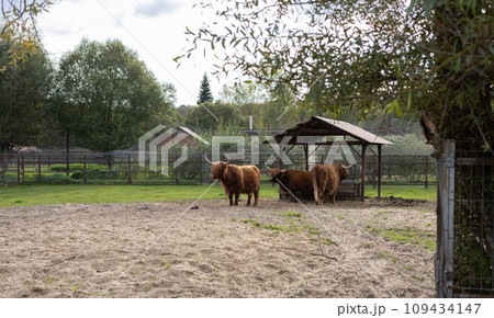 Hairy yak cows graze in a paddock on a farm. Red beautiful yak cows chew hay in an enclosure. Shaggy red yak cows walk around the paddock. Hairy yak cows graze in a paddock on a farm. Red beautiful yak cows chew hay in an enclosure. Shaggy red yak cows walk around the paddock. 109434147