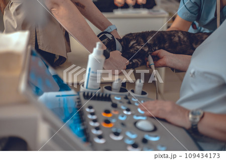 The veterinarian runs an ultrasound probe over the dog's abdomen, examining the internal organs. A veterinarian performs an ultrasound examination of a pet. Close-up. 109434173