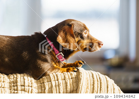 Little dog sitting on couch 109434842
