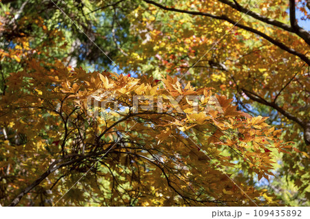 横浜12月 久良岐公園7 紅葉 横浜12月 久良岐公園7 紅葉 109435892