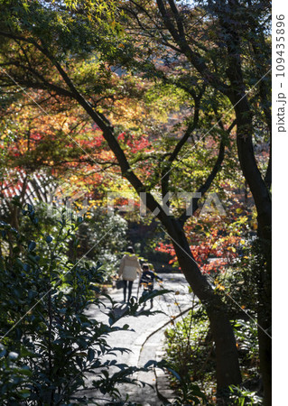 横浜12月 久良岐公園10 紅葉 横浜12月 久良岐公園10 紅葉 109435896