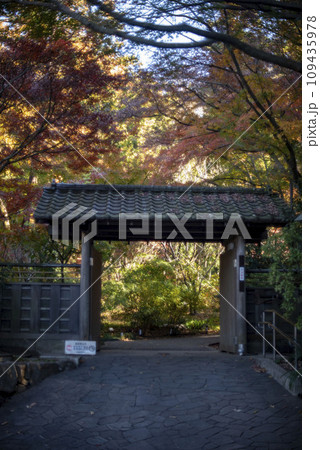 横浜12月 久良岐公園14 紅葉 横浜12月 久良岐公園14 紅葉 109435978