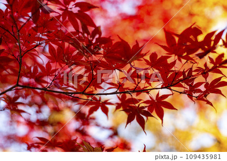 横浜12月　久良岐公園17　紅葉 109435981