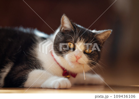 爪楊枝をくわえる猫 109436106