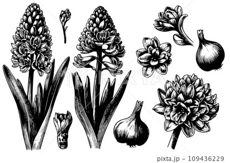 set Hyacinth Flowers line drawn on white...のイラスト素材 [109436229] - PIXTA