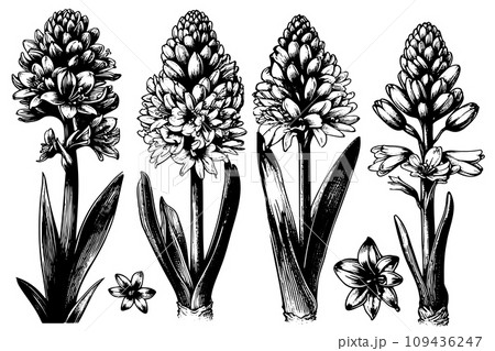 set Hyacinth Flowers line drawn on white background. Sketch hyacinth. Spring flowers. 109436247