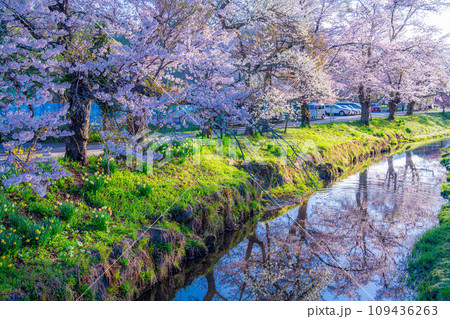 【春素材】忍野村の桜【山梨県】 109436263