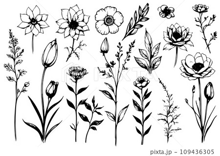 Vector botanical collection of floral drawing flowers and leaves, monochrome artistic botanical illustration. Isolated 109436305