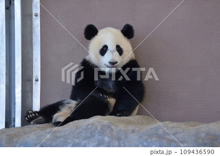 まったりくつろぐ優浜 109436590