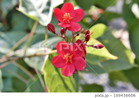 テイキンザクラの花 テイキンザクラの花 109436606