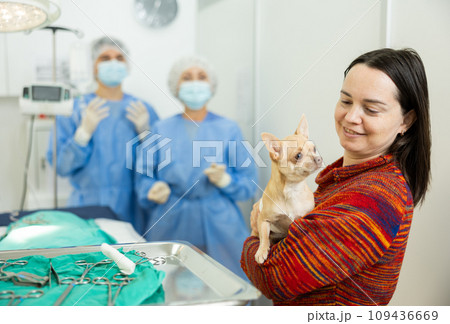 Woman bringing chihuahua with bandaged abdomen to veterinary clinic for procedure 109436669
