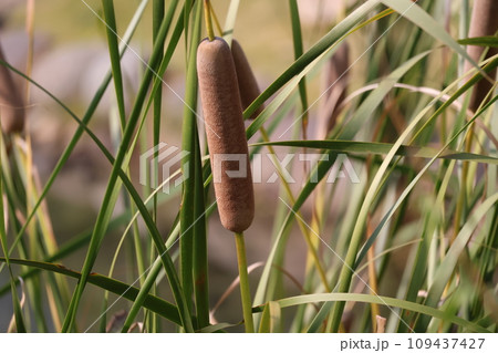 太陽の光りがあたるガマの穂のアップの風景 109437427