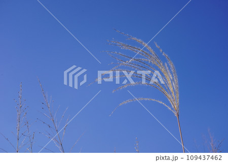 秋空とススキ 109437462