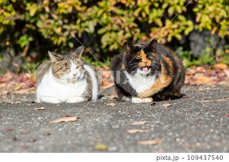 仲のいい猫たち 仲のいい猫たち 109437540